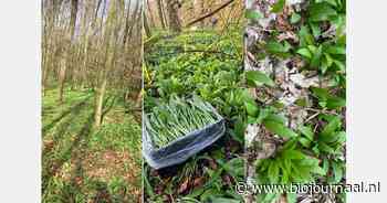 "Grote bereidheid om winkelacties te voeren voor biologische wilde knoflook"
