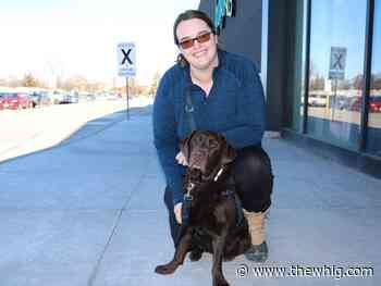 Kingston service dog charity in need of puppy trainers