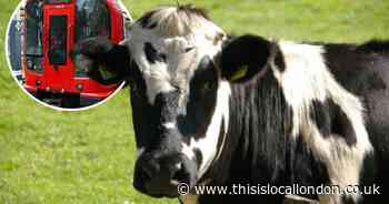 Severe delays on busy London Underground line due to cows on tracks