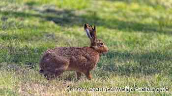 Hasenpest in Gifhorn: Rammelzeit sorgt für mehr Kontakte
