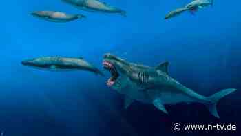 So sah der Urzeit-Hai aus: Wie groß war der Megalodon wirklich?