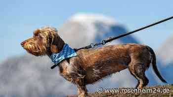 Bayerischer Kult-Krimi sucht tierischen Star - aber mit einer großen Besonderheit
