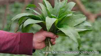 Gefährlicher Genuss: Das muss man beim Bärlauch-Sammeln beachten