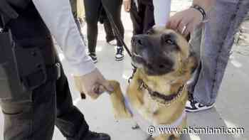 Miami-Dade School Police's emotional support K-9s and what they do for students