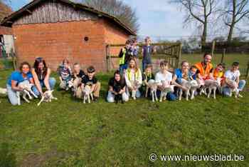 Hier heeft men de start van het lammerseizoen niet gemist: kinderboerderij ontvangt vier drielingen op week tijd