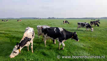 Cono wil robotmelken en weidegang beter samen