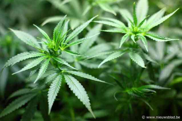 Politie doekt cannabisplantage op: drie meerderjarigen opgepakt en twee vuurwapens in beslag genomen