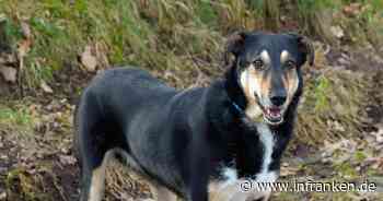 Tierheim Bamberg: Mischlingshündin Kita sucht ruhiges Zuhause