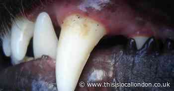 Erith mum's horror as dog bites face of son, 7, as he tries to kiss it