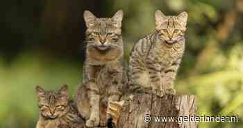Superschuwe wilde kat al met ‘tientallen’ in Nederland, met dank aan groene loper