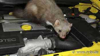 Beißsaison beginnt: So kann man Marderschäden am Auto vorbeugen
