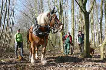 Stute „Guinness“ zieht 400-Kilo Baumstämme
