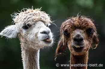 33 Ferienaktionen vertreiben die Langeweile