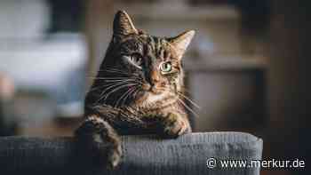 Katzensprache: Warum das Gurren eine Aufforderung an den Menschen ist