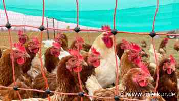 Geflügelpest-Ausbruch in Bayern: 30.000 Tiere müssen sterben