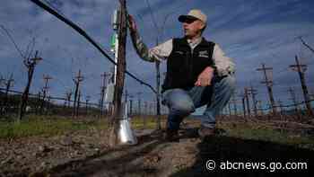 AI made its way to vineyards. Here's how the technology is helping make your wine
