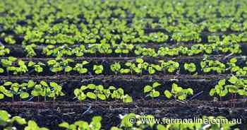 Lower domestic production to bring cotton industry values down