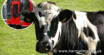 Severe delays on busy London Underground line due to cows on tracks