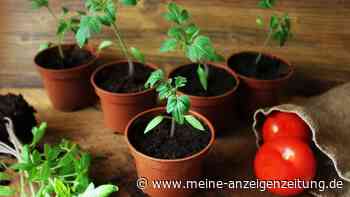 Tomaten selbst vorziehen: Die besten Tipps für eine reiche Ernte
