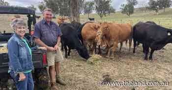 The secret to breeding show winning steers