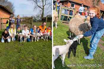 Kinderboerderij verwelkomt vier drielingen op één week tijd: “De lammetjes zijn heel schattig”