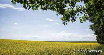 Retaliatory Chinese tariffs set to hit Canadian canola farmers