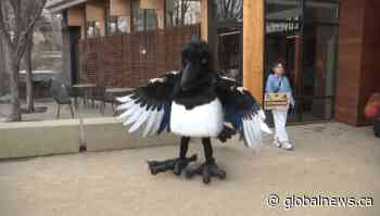 Should Edmonton have an official bird? Voting underway to pick favourite flyer