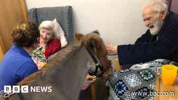 Award-winning mini horse brings joy to care home
