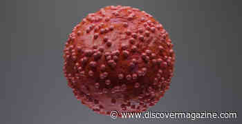 Everything You Need to Know About Hantaviruses