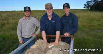 Band of brothers take title at Taralga Flock Ewe Competition ahead of Southern Championships