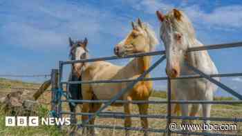Your photos: Horses, canals and sheep