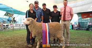 Eastville Park sire impresses the judges at this year's Wagin Woolorama