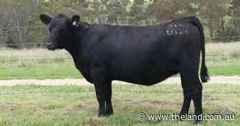 Heifer from the keeper pen tops Alumy Creek Angus female sale