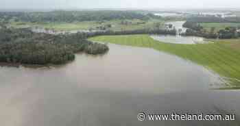 'They're loving life': northern rice growers only ones to rejoice from floods