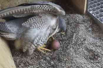 Opnieuw slechtvalkenpaar in toren van Onze-Lieve-Vrouwkerk