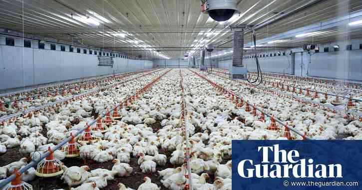 Chicken manure can be classified as industrial waste, judge rules