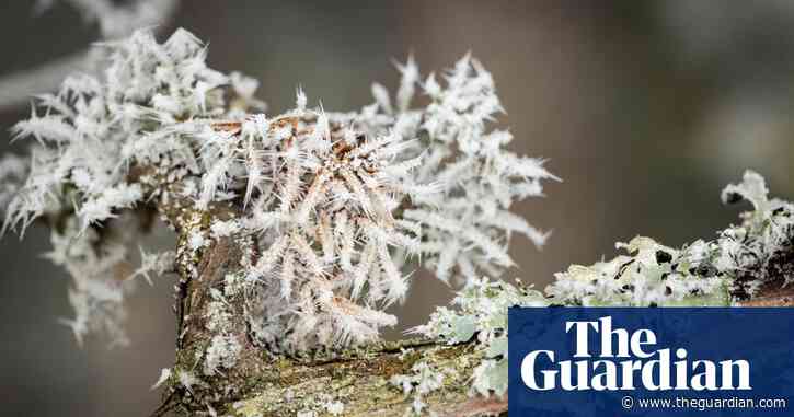 Country diary: The moorland is glittering with mad stacks of rime ice | Ed Douglas