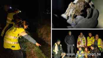 Vrijwilligers helpen Berlaarse padden veilig de baan over: “Met al die nieuwbouw hier is hun habitat sterk verkleind”