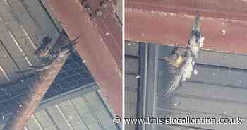 15 pigeons trapped and die in anti-pest netting in Sutton car park