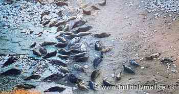 Fears grow for sea life after oil tanker crash at 'triple whammy time of year'