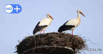 Zurück in Hannover: Schon zwei Storchennester in Döhren-Wülfel besetzt