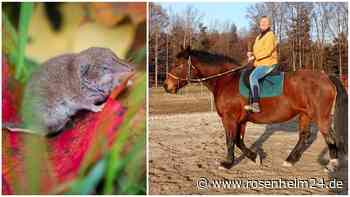 Schlimmer Verdacht bestätigt: Pferd „Stella“ aus Gars am Borna-Virus gestorben – Wie geht es weiter?