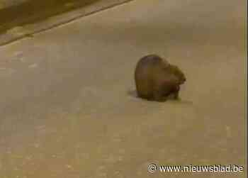 Wijnegemse bever wandelt doodleuk over de baan