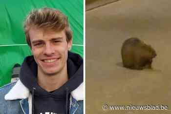 Bever wandelt doodleuk over baan in Wijnegem: “Dat beest was totaal niet schuw en best wel groot”