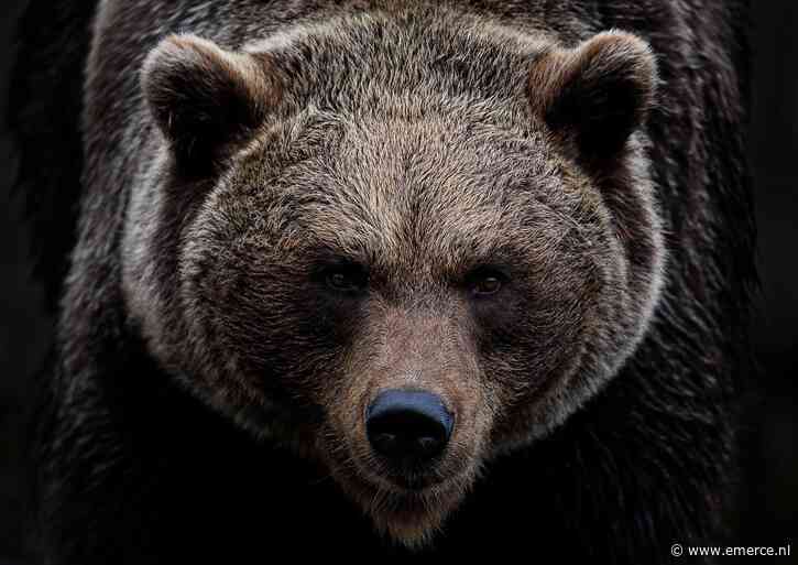 Cryptomarkten kleuren donkerrood
