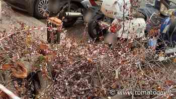 Prati, decine di alberi tagliati. Il Campidoglio rassicura: "Ne pianteremo 59"
