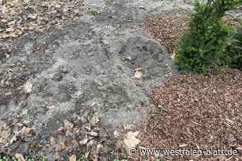 Mitarbeiter sind sauer: Unbekannte stehlen Bäume