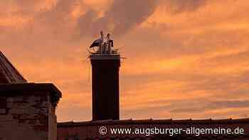 Entferntes Storchennest in Landsberg könnte ein Fall für die Staatsanwaltschaft sein