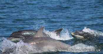 Scientists listen to 'dolphin whistling' to track numbers off Northumberland coast