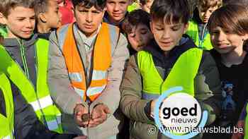 Leerlingen Op Dreef helpen padden veilig de weg over in Zelem